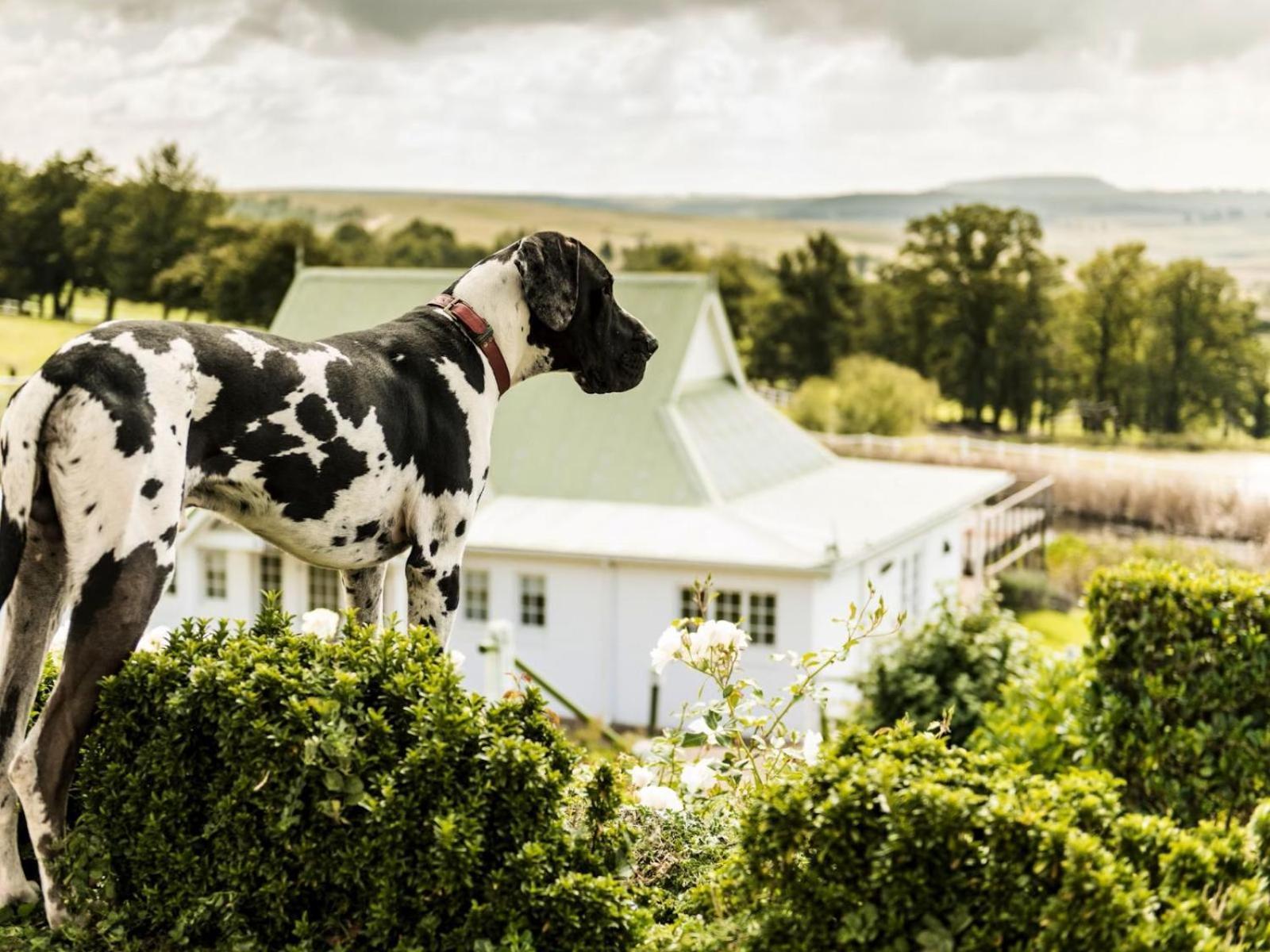 Oaklands Farm Stay Van Reenen Bagian luar foto