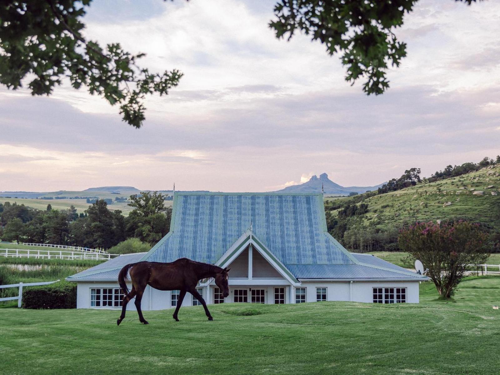 Oaklands Farm Stay Van Reenen Bagian luar foto